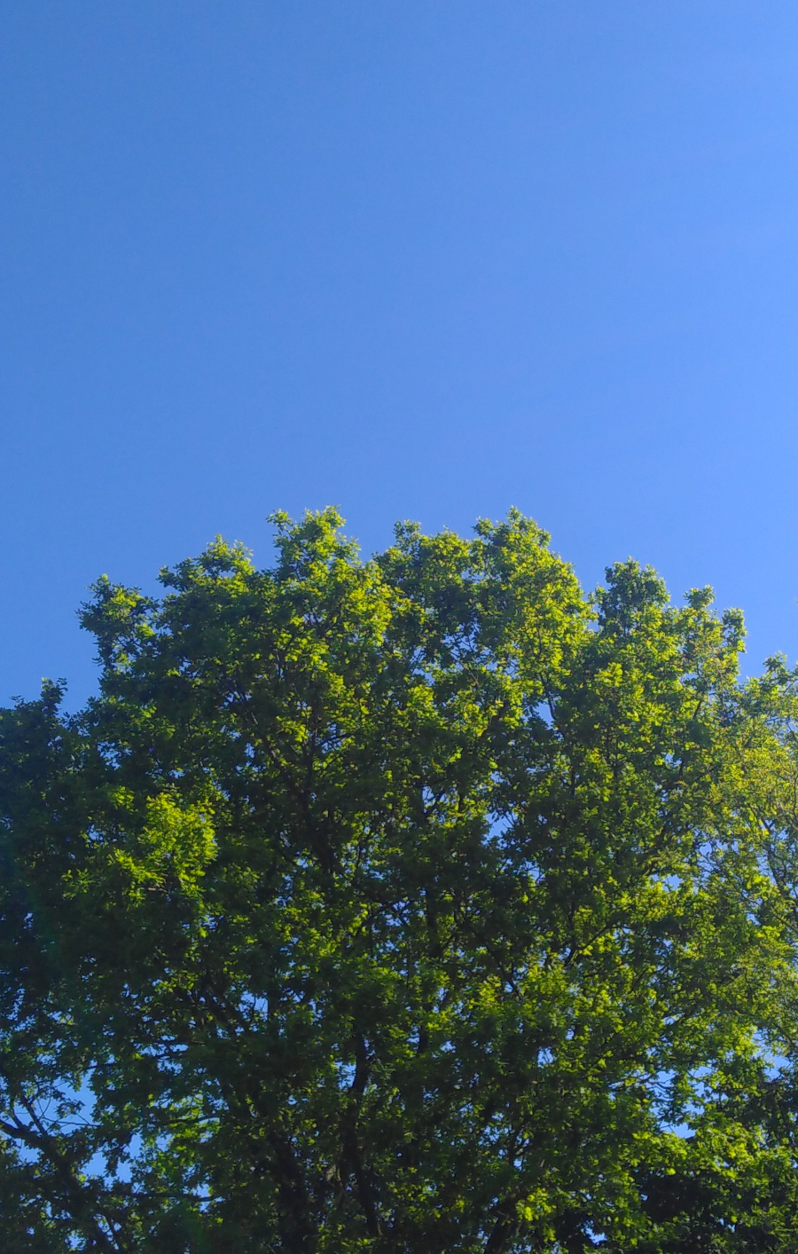 an oak tree against blue sky