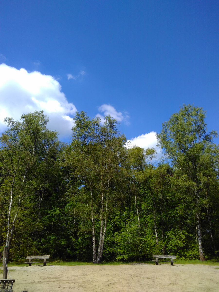 poplars against blue sky with clouds